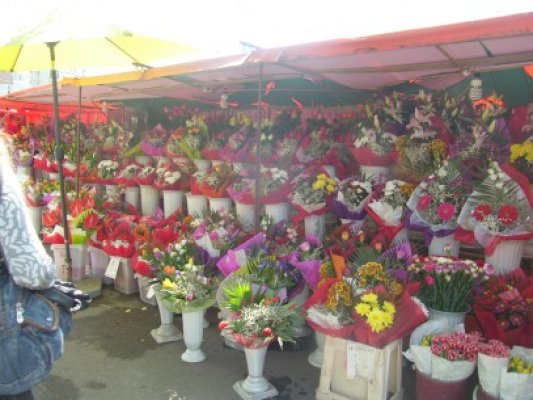 Zeci de mii de flori aduse din Olanda, confiscate de poliţişti